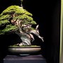 Bonsai Juara Dunia